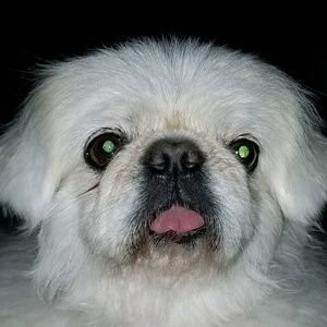 Meet your Posher, Christy